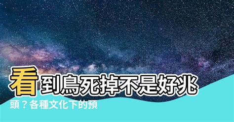 一直看到死掉的鳥|【看到死掉的鳥預兆】撿到鳥救援七步驟 